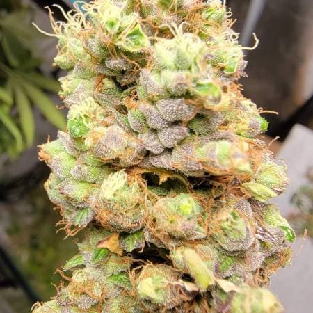 Tangerine Cookies Feminized — Citrus Fire from Thin Mints GSC x Tangie