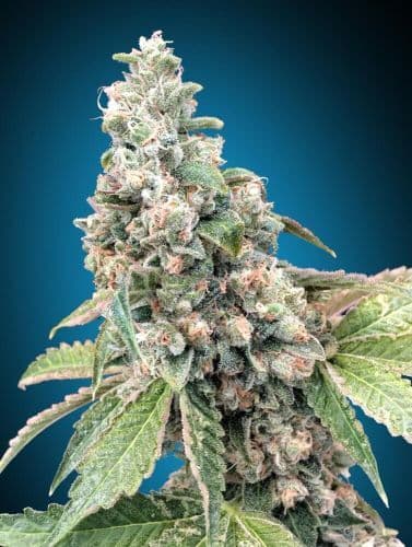 Harlequin CBD 40:1 Feminized Seeds — Legendary High-CBD Strain for Wellness