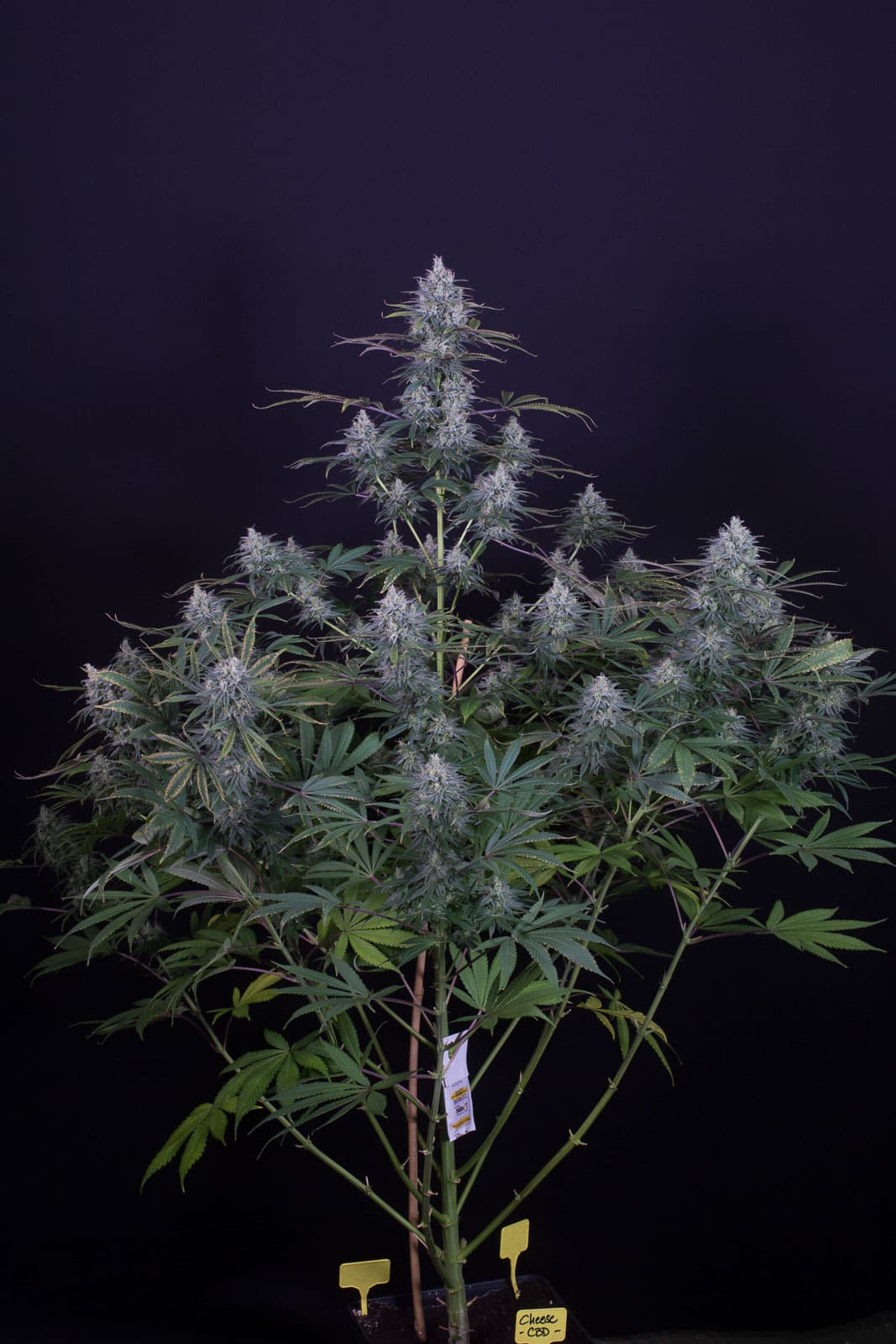 Cheese CBD 1:1
