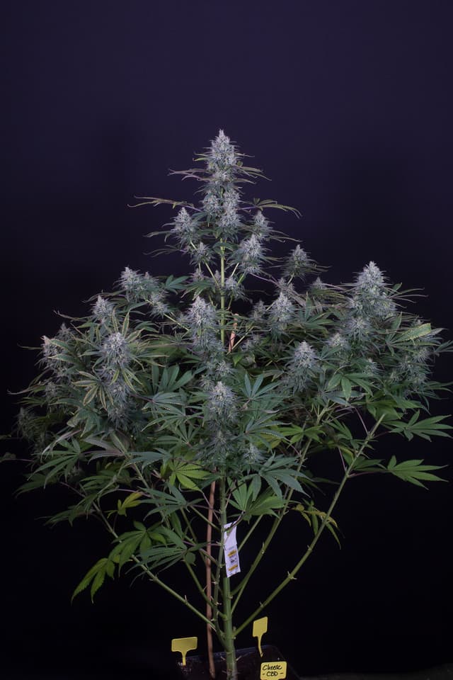 Cheese CBD 1:1 Feminized: Balanced Wellness Without the Heavy High