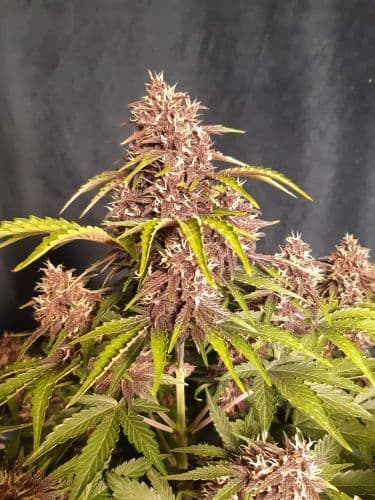 Kush CBD 30:1