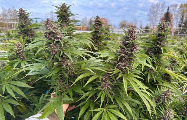 Blue Widow Feminized — The Sweet, Resinous Hybrid You'll Keep Coming Back To