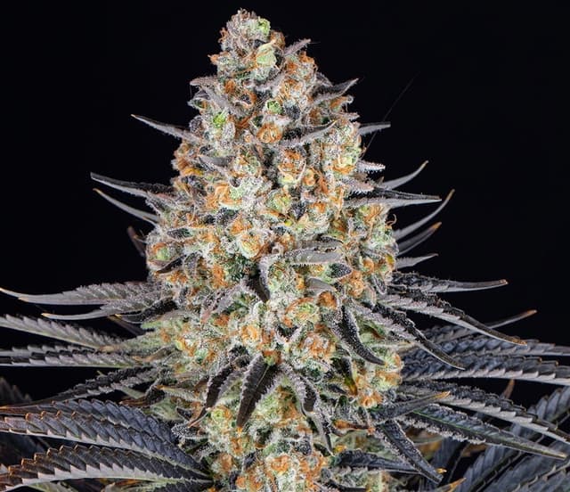 LSD Feminized Seeds – Psychedelic Indica Power from Skunk #1 x Mazar
