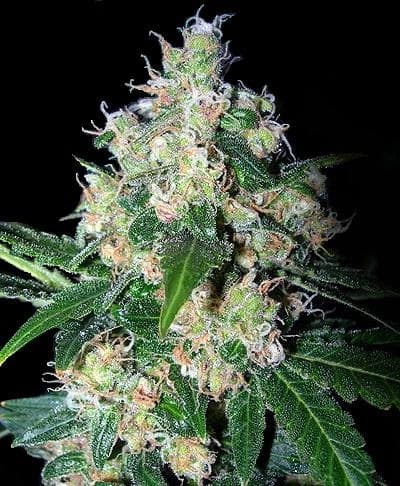 Velvet Bud Feminized: Smooth Skunk-Domina Indica With a Velvety Finish