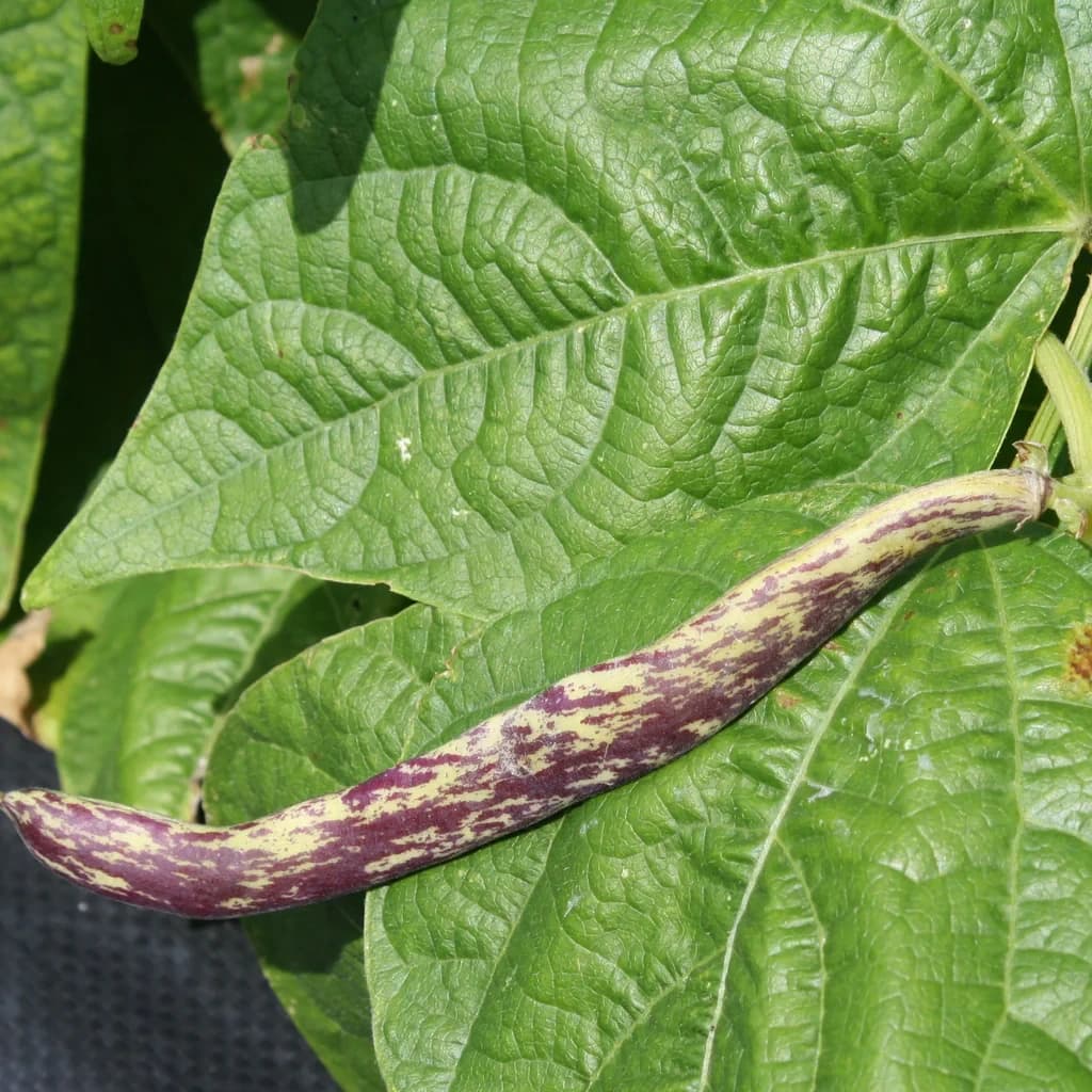 Dragon's Tongue Beans
