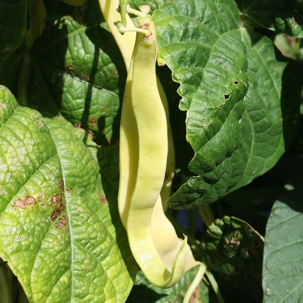 Gold Marie Climbing Beans