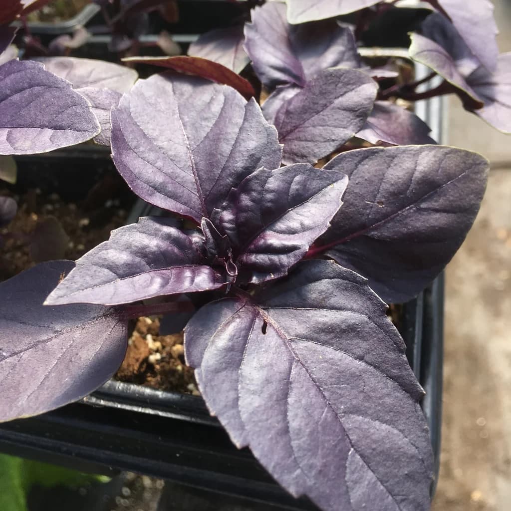 Dark Opal Basil