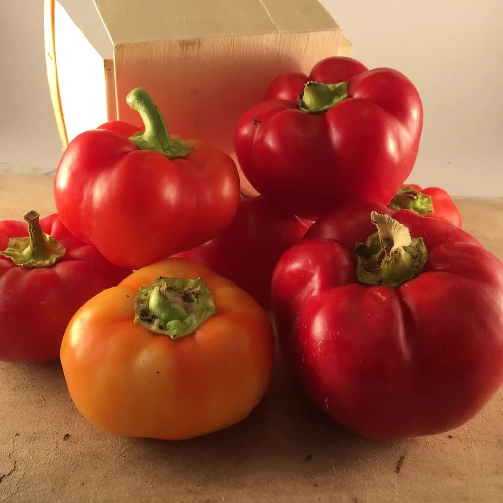 Alma Paprika Pepper