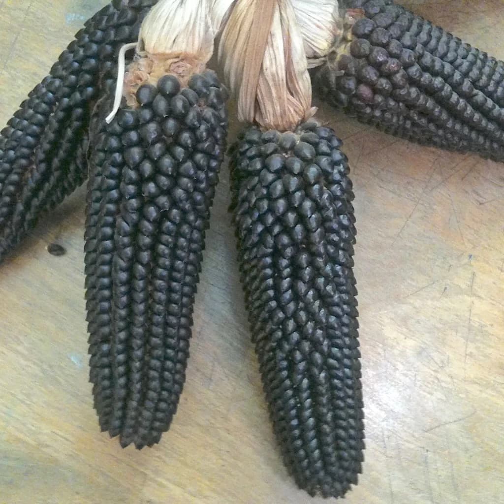 Dakota Black Popcorn