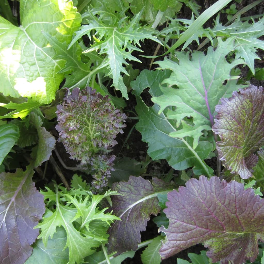 Deluxe Brassica Blend