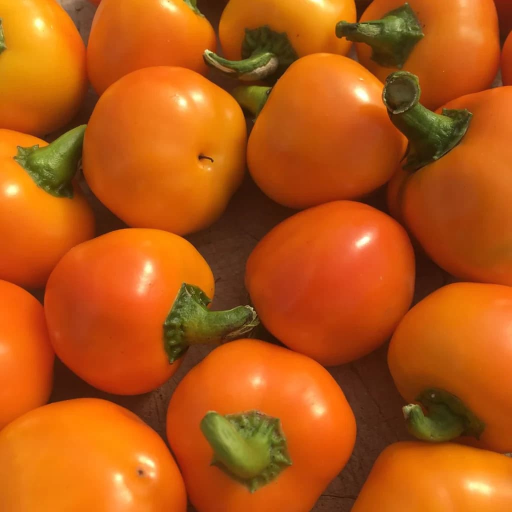 Carrot Bomb Pepper