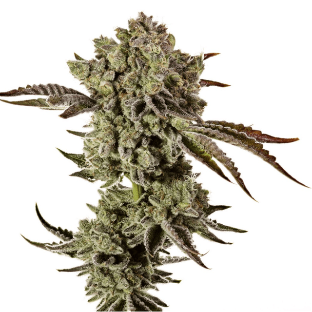 Animal Mint Feminized Seeds – Sweet, Potent & Built for Big Outdoor Grows