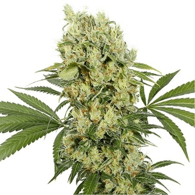 GMO Cookies Feminized: The Garlic-Forward Chemdawg Hybrid Worth The Hype