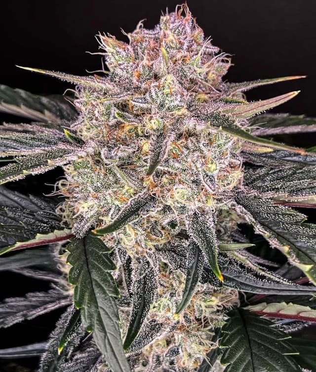 Apple Fritter Feminized Seeds – Sweet, Potent & Built for Serious Growers