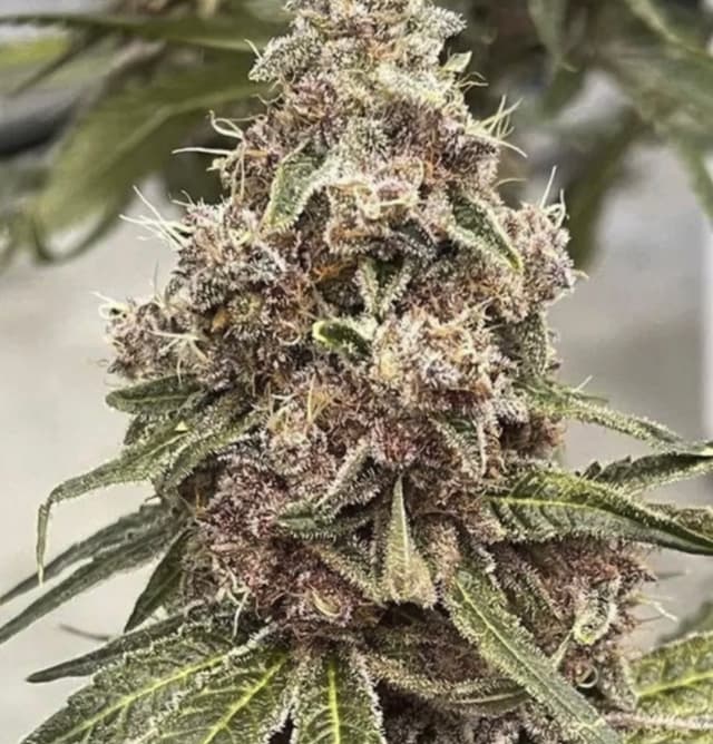 Garlic Breath Feminized Seeds – GMO x Mendo Breath Indica