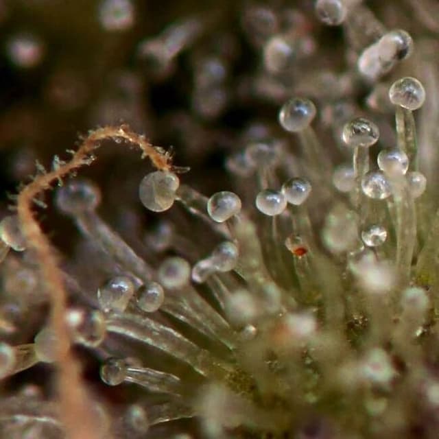 Oreoz Feminized Seeds: The Chocolate-Diesel Hybrid With a 30% THC Ceiling