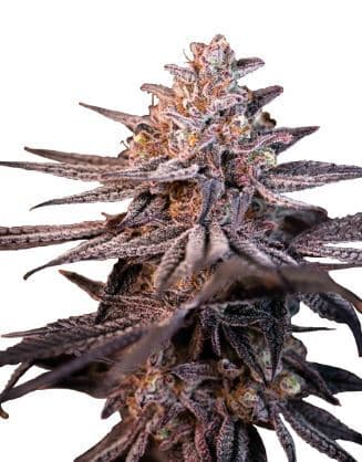 Tropicana Cookies Feminized – Citrus-Fuelled Sativa Hybrid with Serious Yields