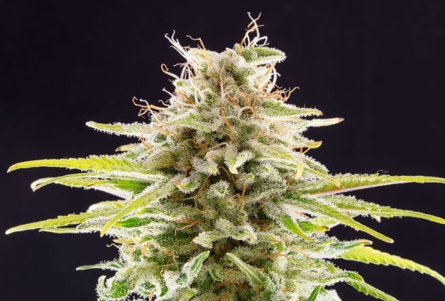 OG Kush