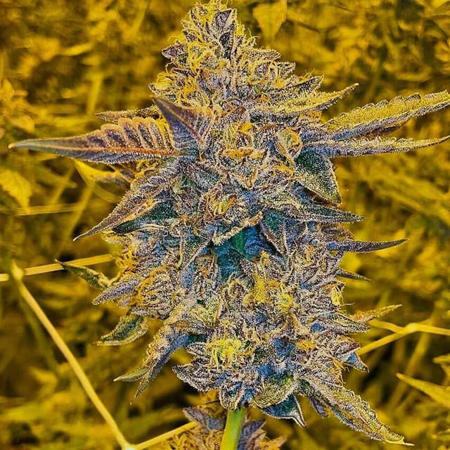 Ice Cream Cake Feminized: Dessert Indica With Vanilla Heat And Sleep In The Tail