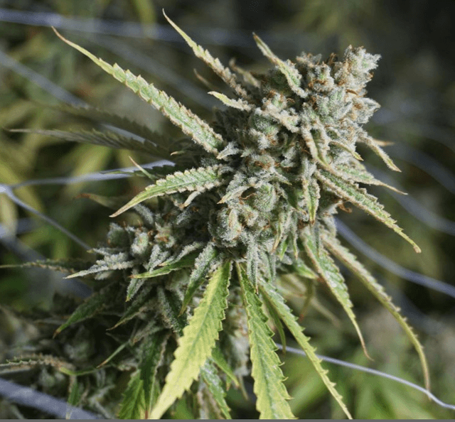 London Pound Cake Feminized — Rich Genetics, Ridiculous Yields