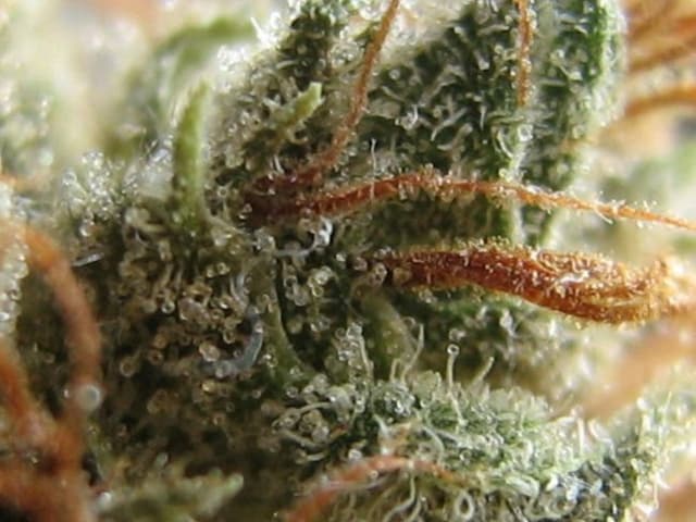 GG4 x Zkittlez Feminized — Where Sticky Meets Sweet