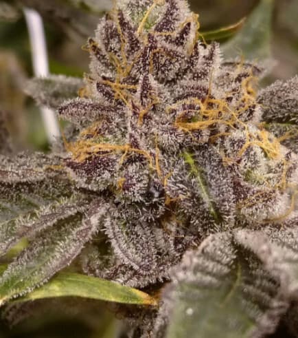 Peanut Butter Breath Feminized – High-Yield Hybrid with 25%+ THC