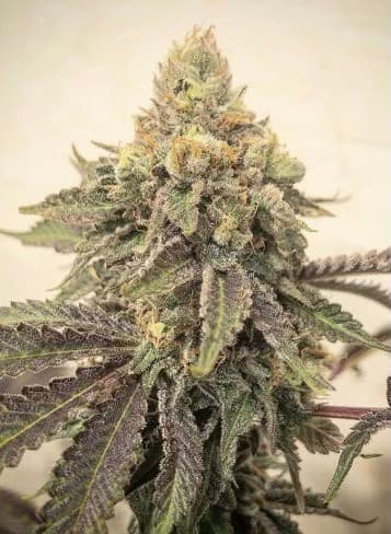 Skywalker Auto Feminized: Legendary Indica Power in 75 Days