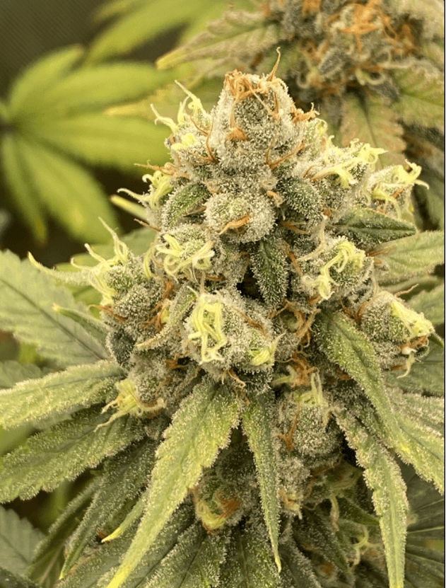 MAC 1 Auto Feminized — The Legend Goes Autoflowering