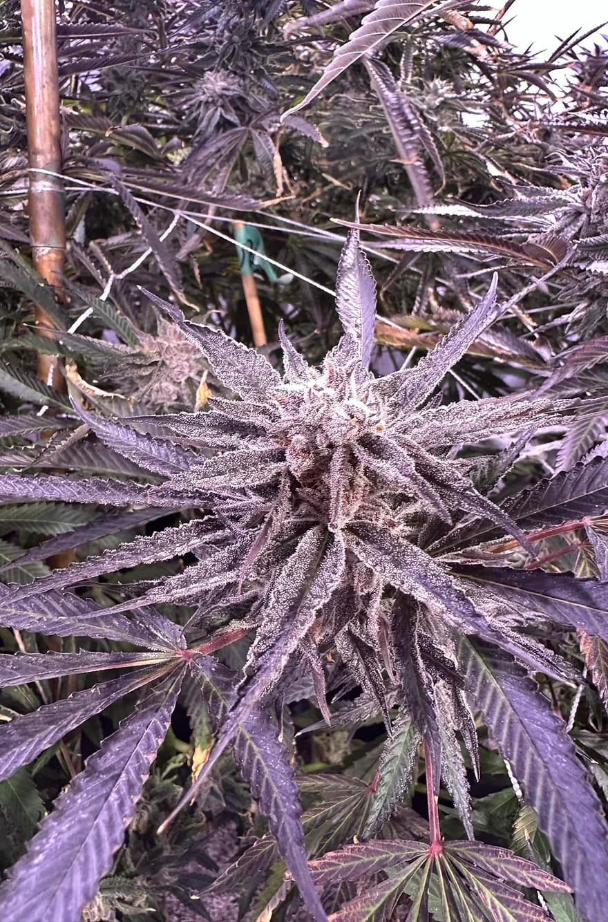MAC #4 Feminized