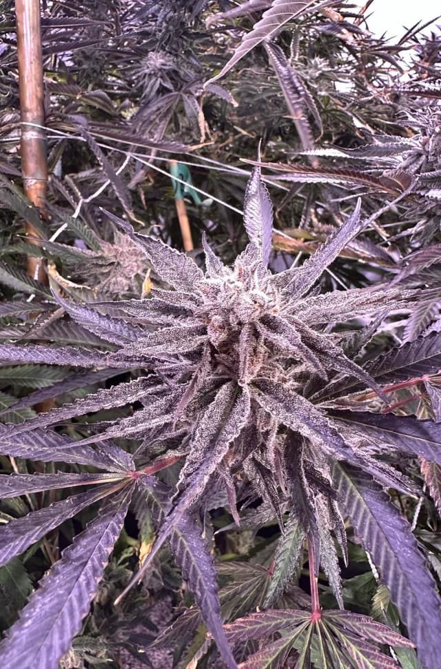 MAC #4 Feminized: The Rare Phenotype of a Legendary Balanced Hybrid