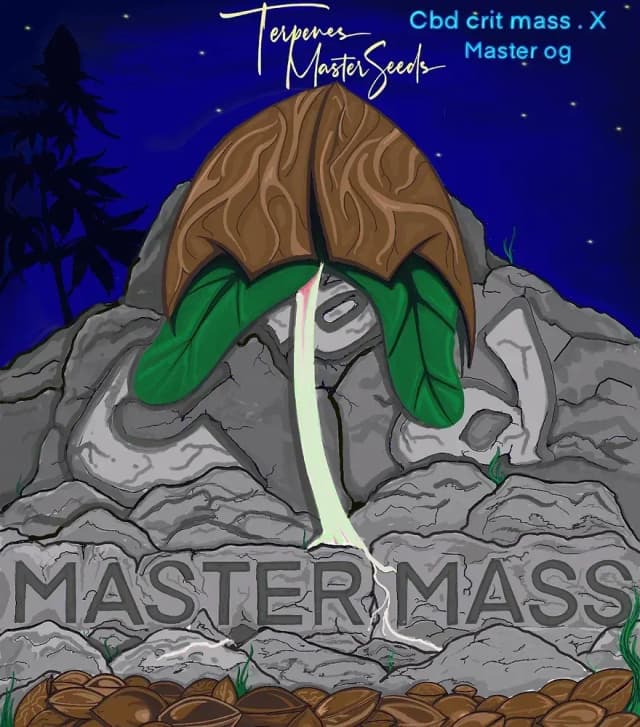 CBD Master Mass Feminized – Balanced Potency, Exceptional Yields