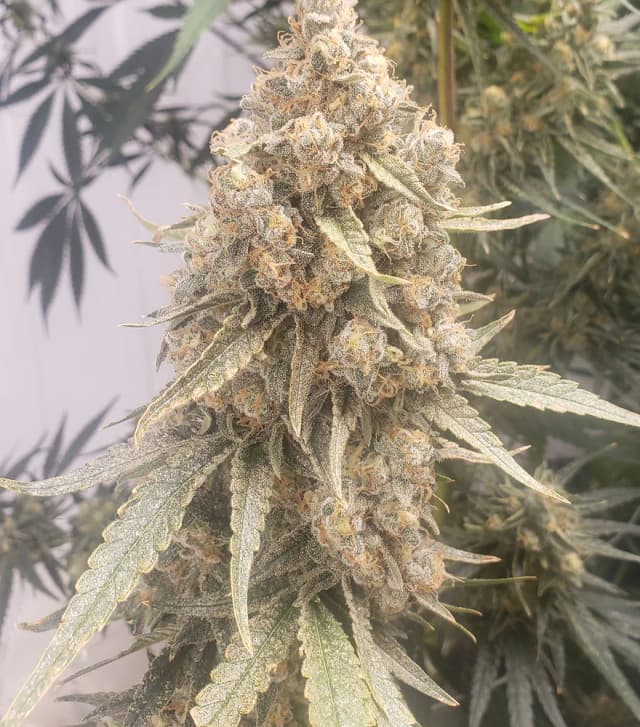 Melon OG Runtz F1 Feminized: The Tropical Hybrid Built for Uniformity