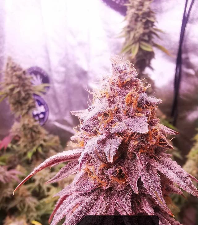 Poisonous Fruits Feminized – High-THC Fruity Hybrid by Terpene Master Seeds