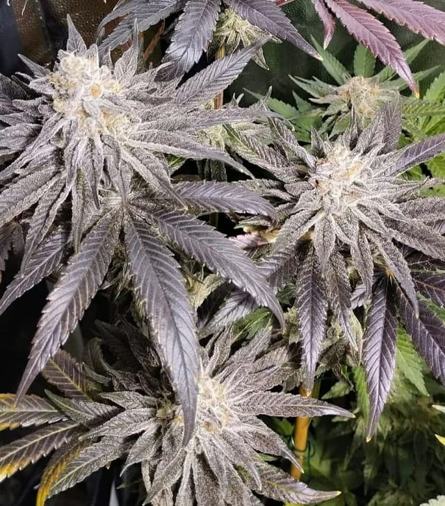 Big Bird Feminized: The High-THC Hybrid That Demands Your Attention