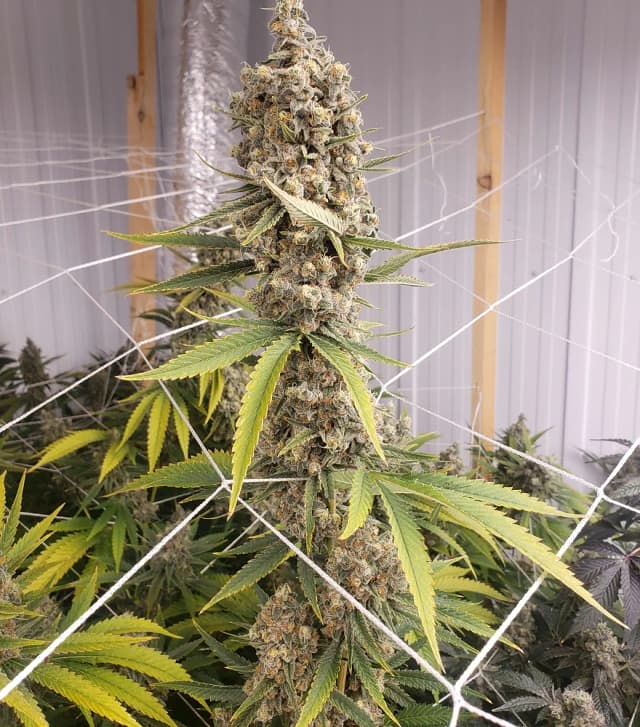 Master OG S1 Feminized – The Heavy Indica You've Been Waiting For