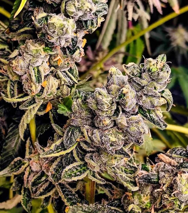 Thanos Feminized – The High-THC Hybrid That Commands Your Grow Room