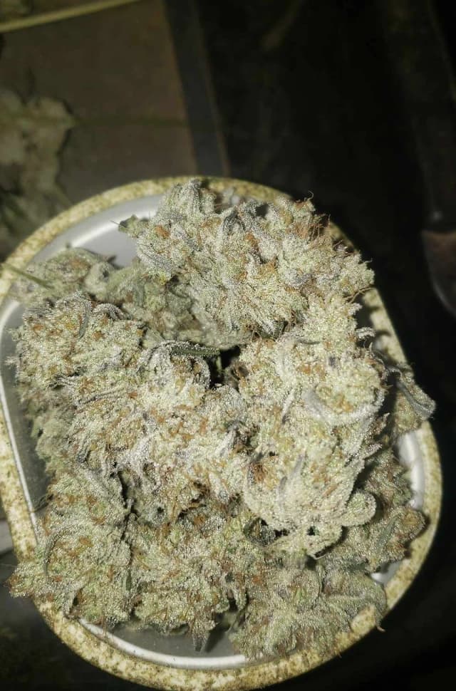 DosiRuntz Feminized — Sweet, Potent, and Built to Impress