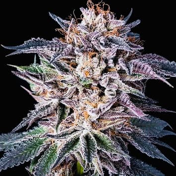 Obama Kush Auto Feminized – Afghani x OG Kush Indica Powerhouse