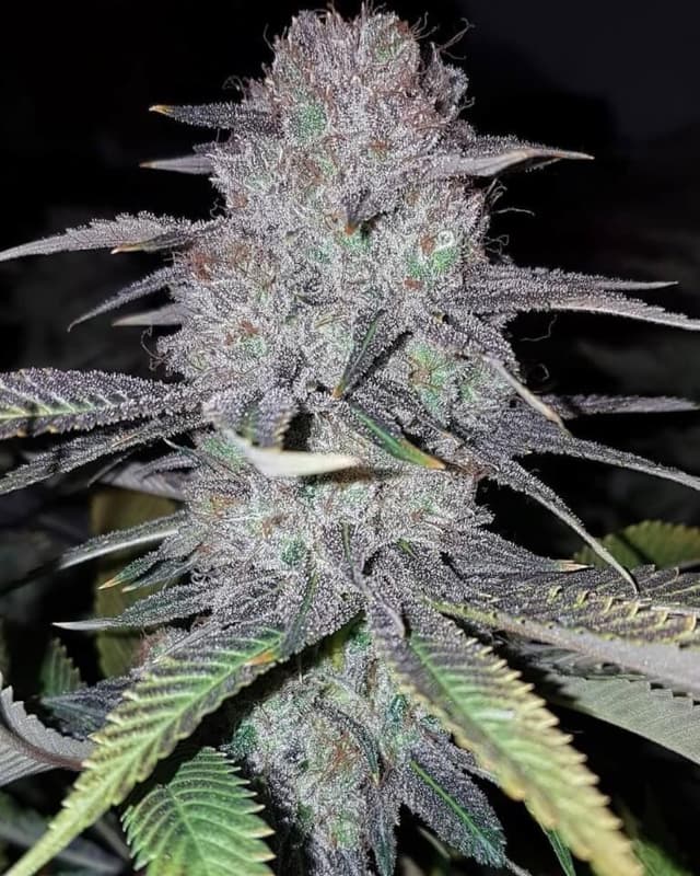 Wedding Cake (Fast) Feminized — The Indulgent Indica That Doesn't Make You Wait