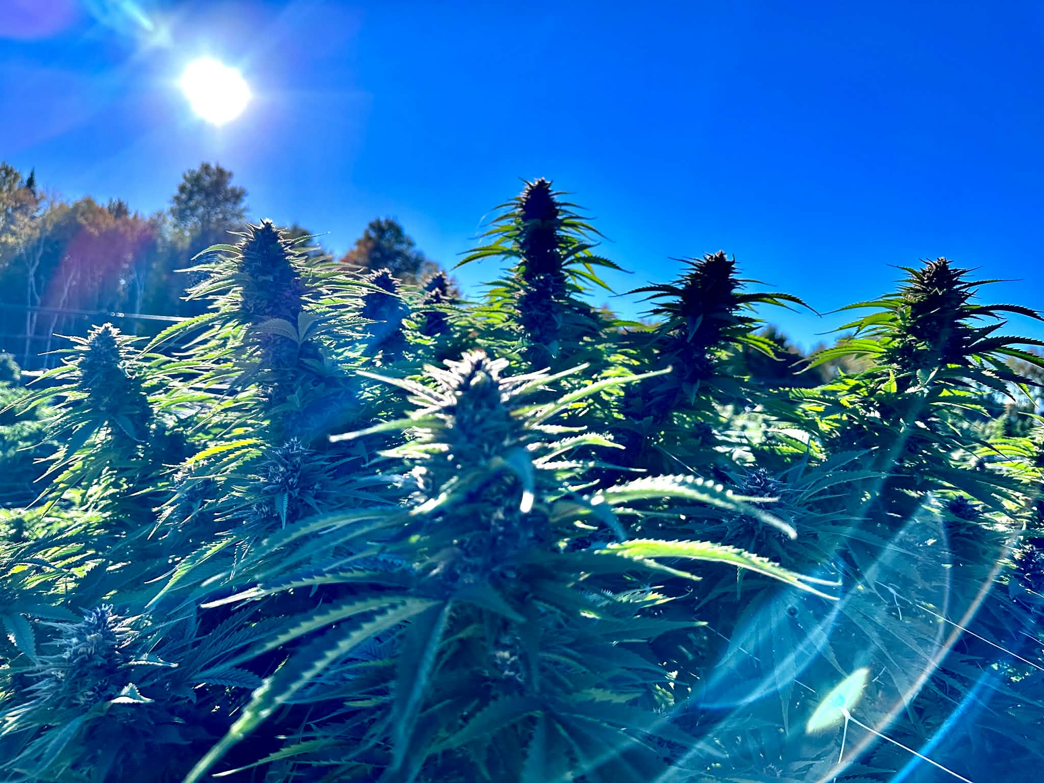 Gorilla Glue #4 (fast) Feminized