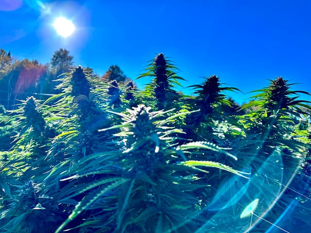 Gorilla Glue #4 Fast Feminized Seeds – Heavy Resin, Fast Finish