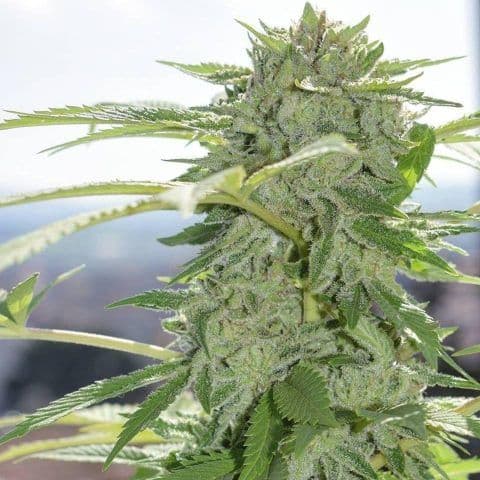 Grease Monkey