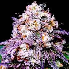 Pink Runtz Auto Feminized: The Pink Candy Autoflower Built for Easy Wins