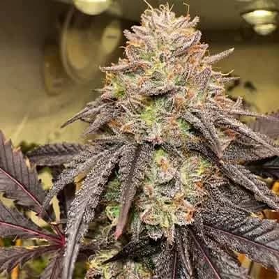 Lemon Cherry Gelato Auto Feminized – Sweet, Potent & Built for Canadian Grows