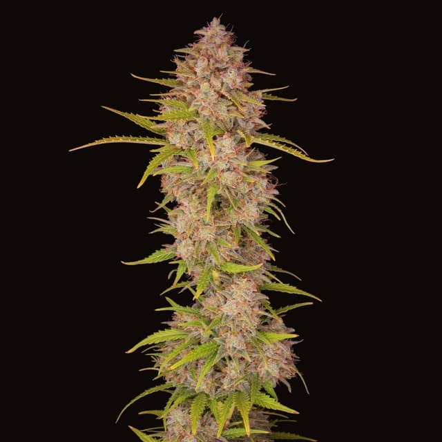 Sunset Sherbet Auto Feminized — Sweet, Potent & Built for Canadian Grows