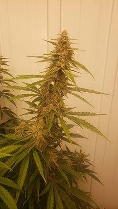 Master Skill F1 Feminized — The High-Potency Hybrid Worth Every Bit of Patience