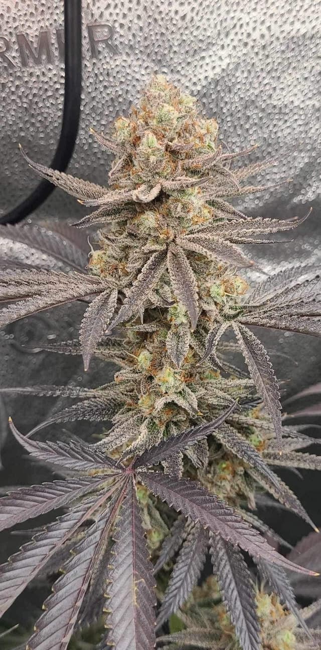 Crescendo Purple Regular: Signature Purple Phenotype