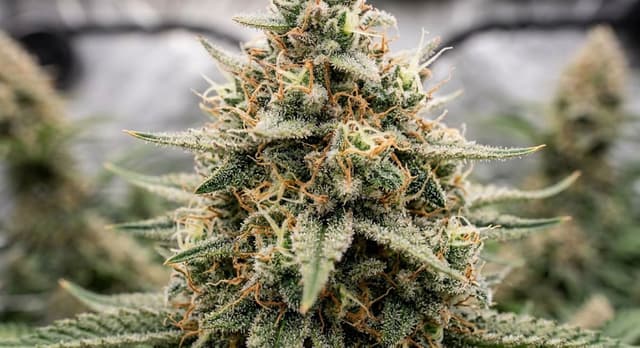 Crescendo 99 Regular: Tropical Pheno-Hunter's Hybrid