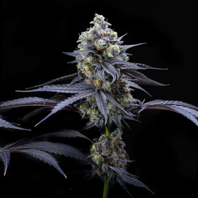Apples and Bananas Feminized — Strain Review & Grow Guide